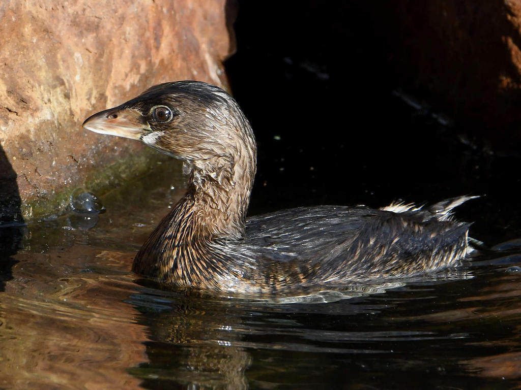 Grebe4.jpg