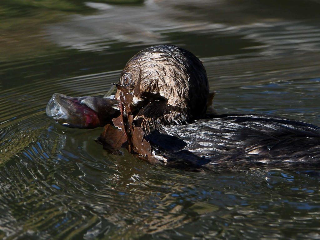 Grebe4.jpg