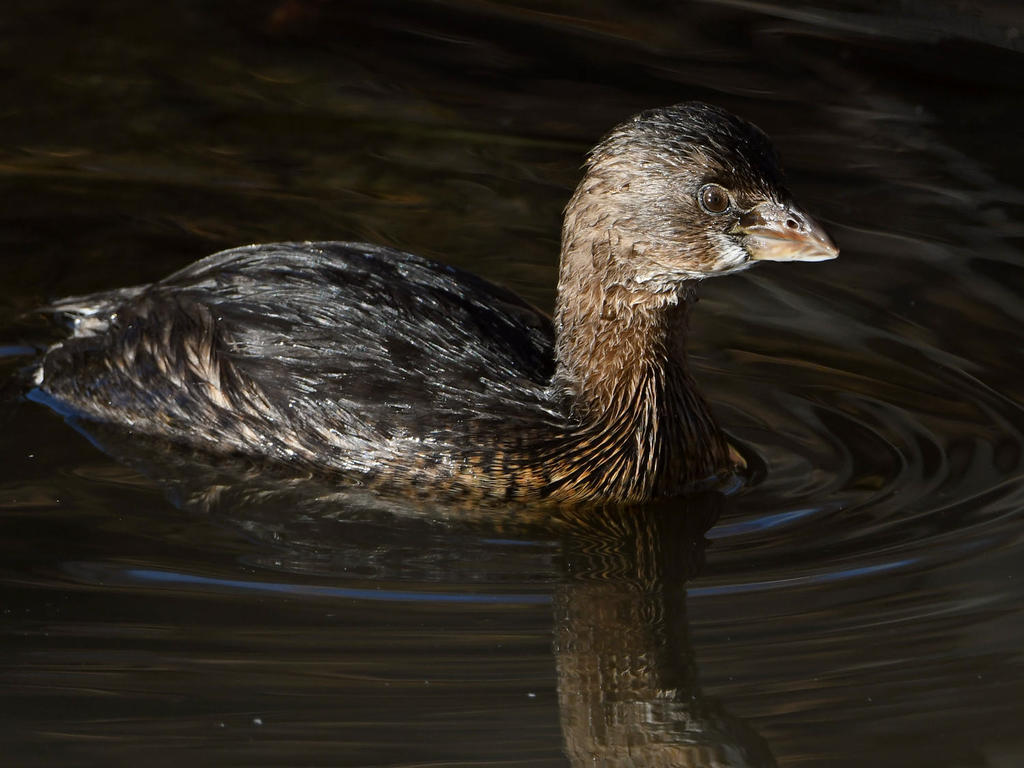 Grebe4.jpg
