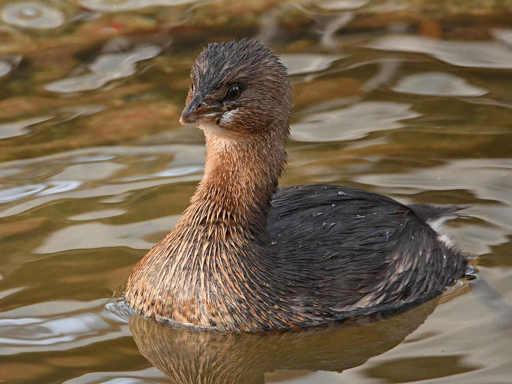 Grebe4.jpg