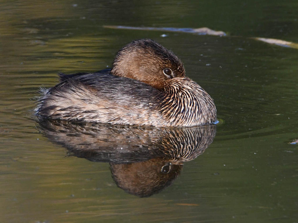 Grebe4.jpg
