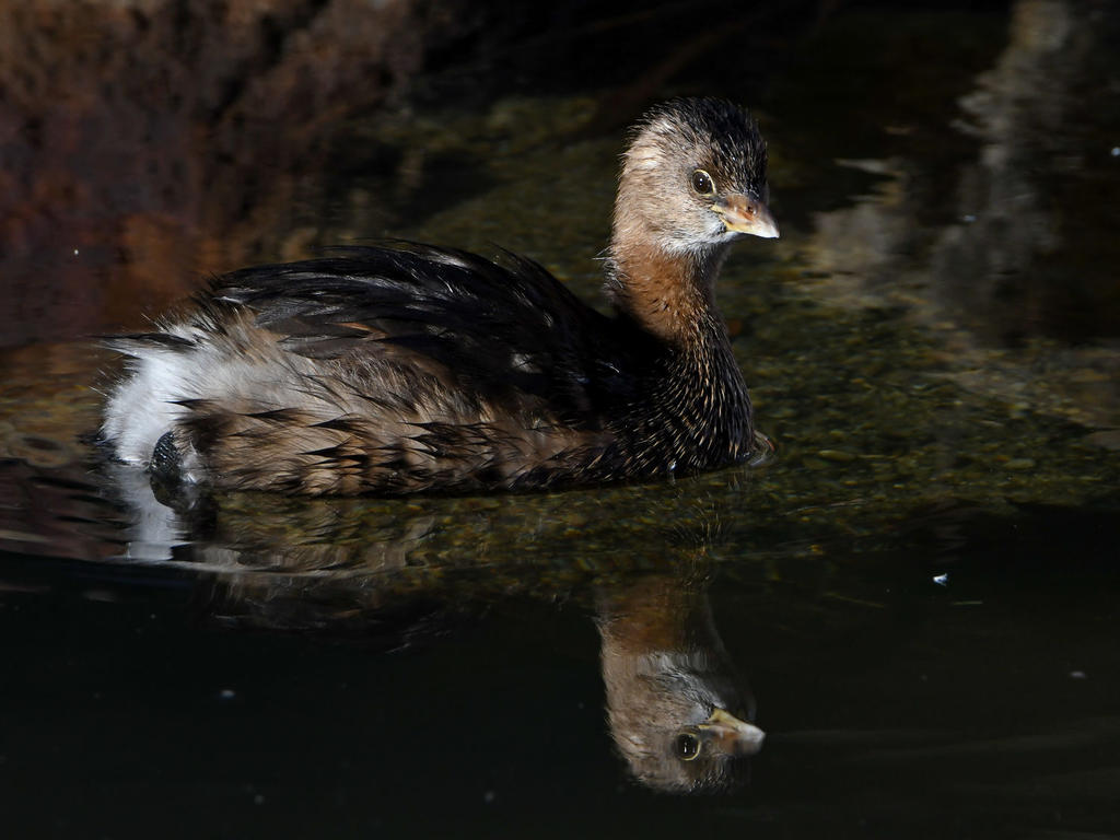 Grebe4.jpg