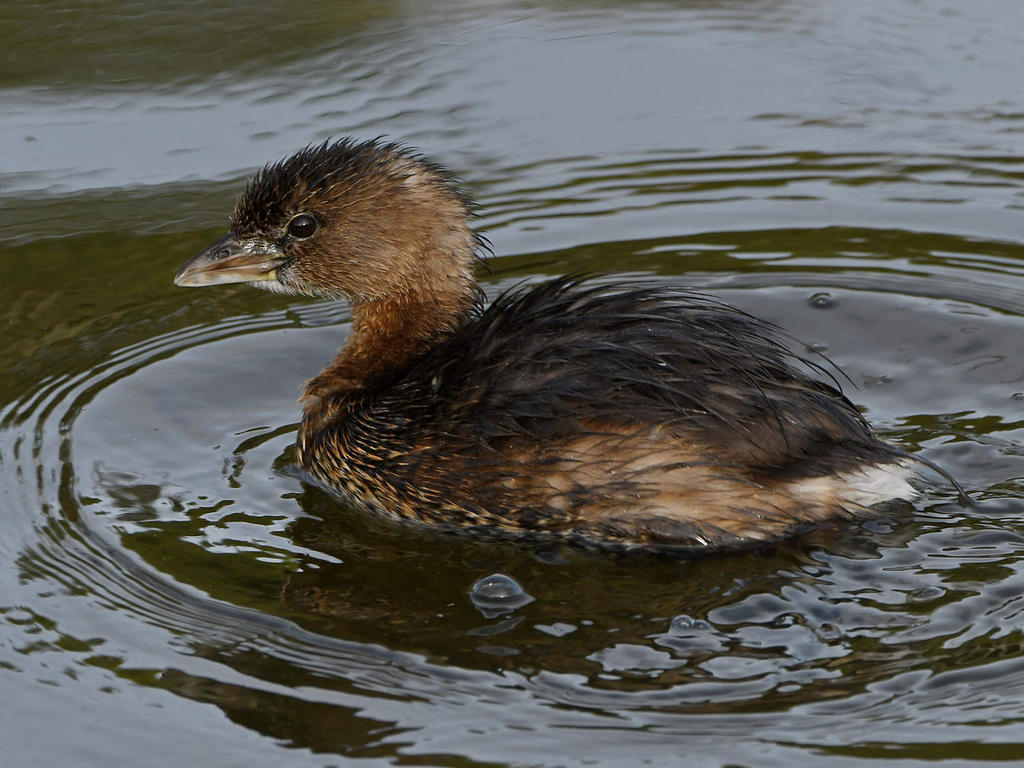 Grebe4.jpg