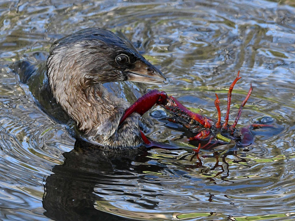 Grebe4.jpg