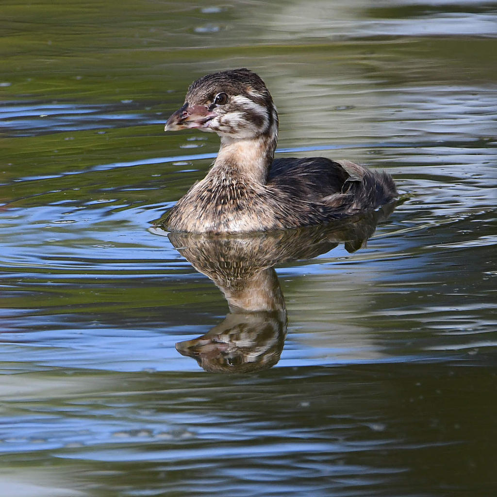 Grebe4.jpg