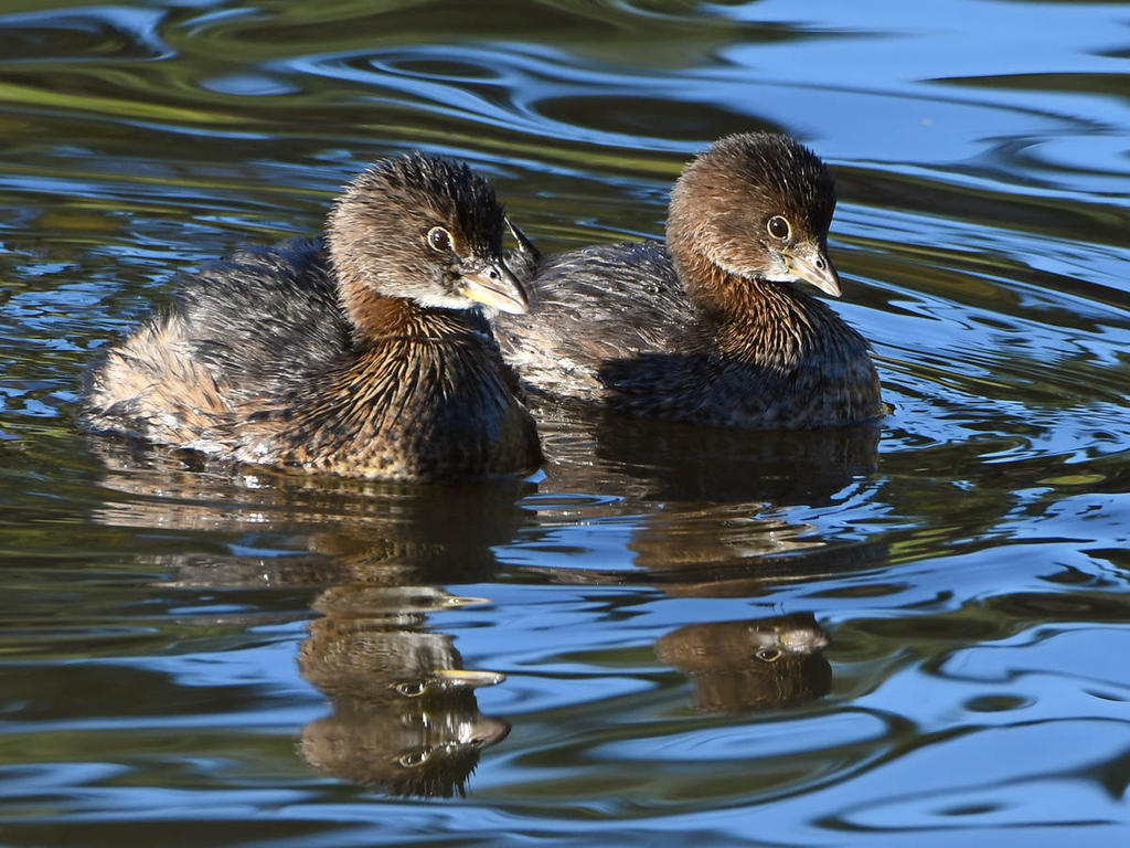 Grebe4.jpg