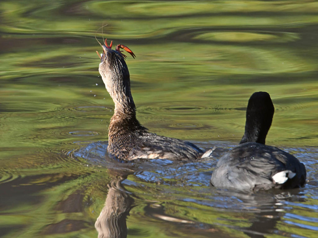 Grebe4.jpg