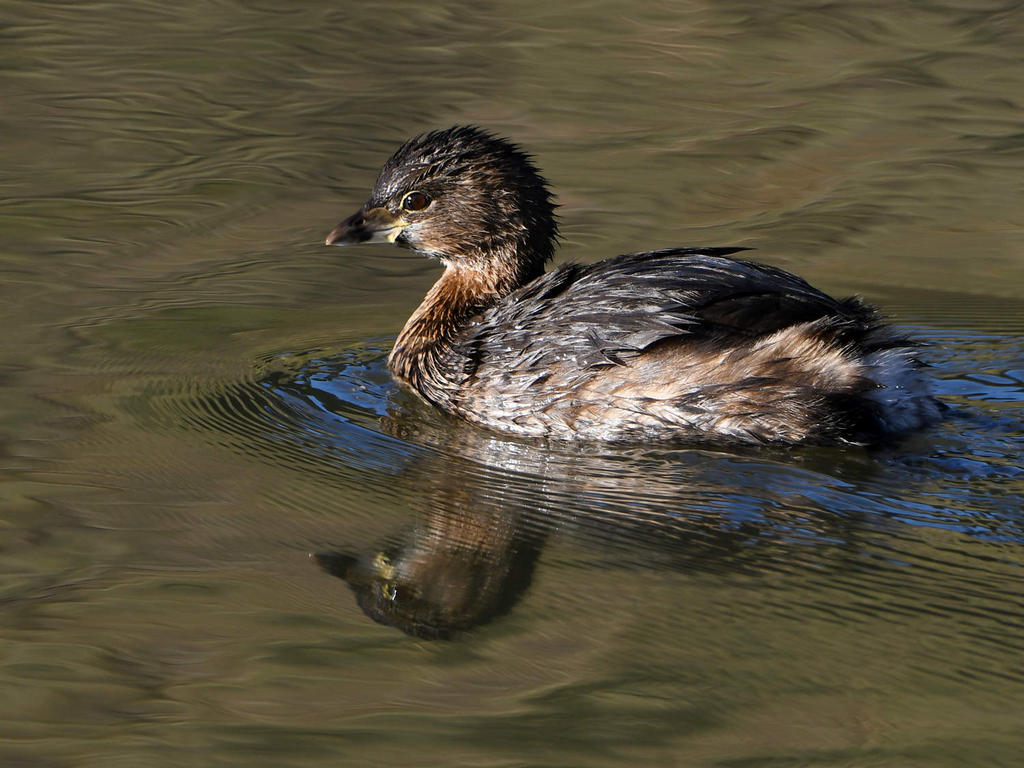 Grebe4.jpg