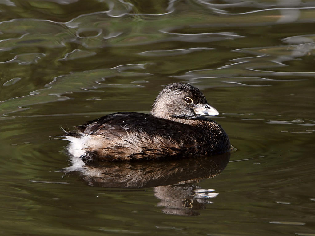 Grebe4.jpg