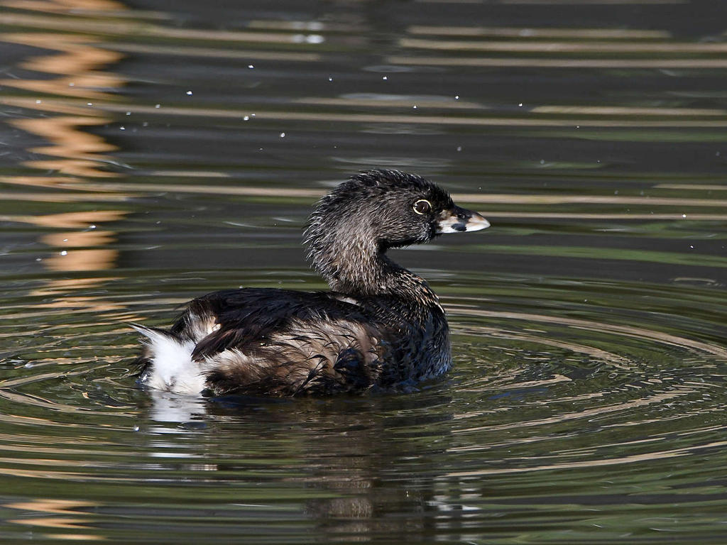 Grebe4.jpg