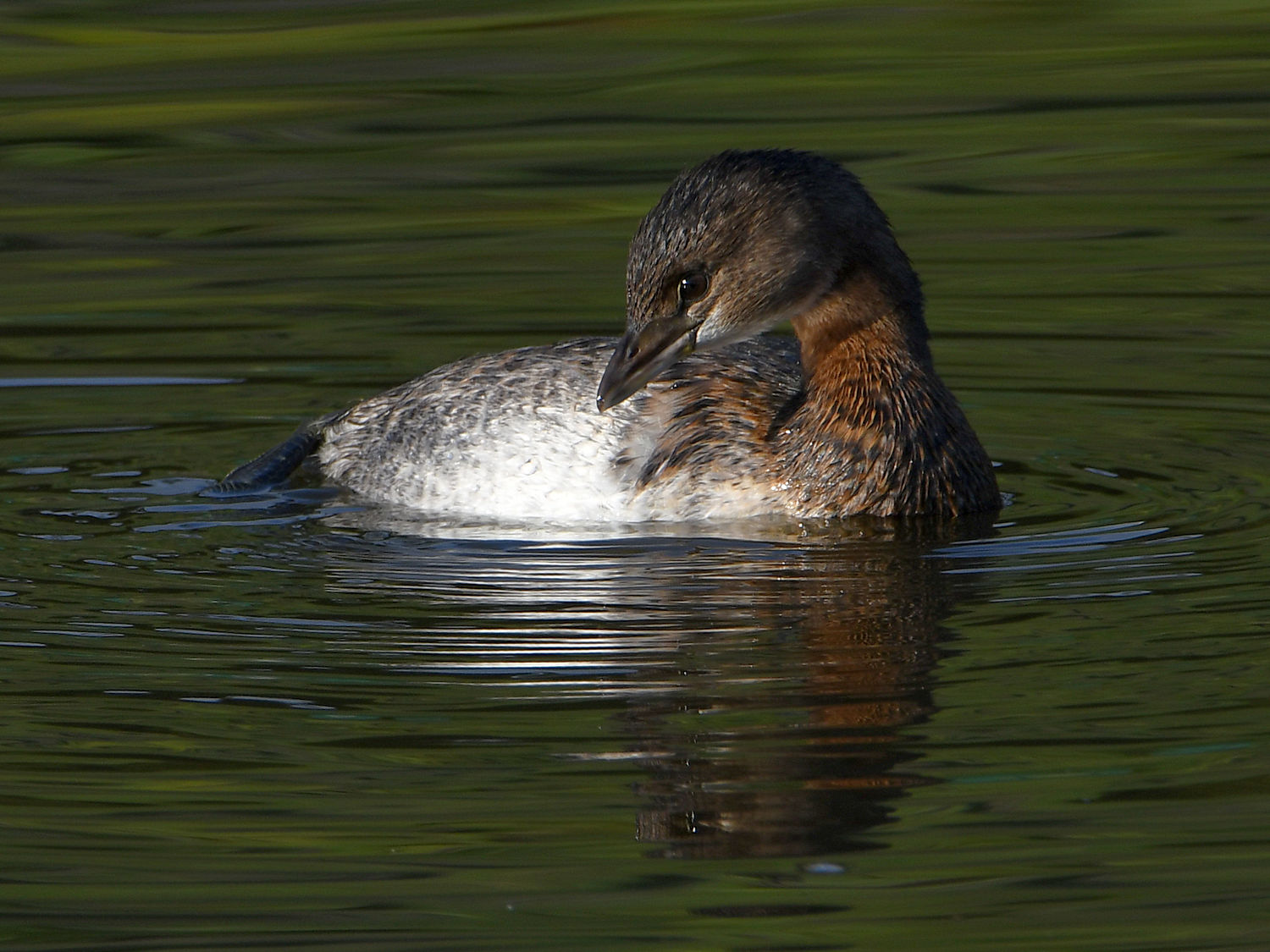 Grebe4.jpg