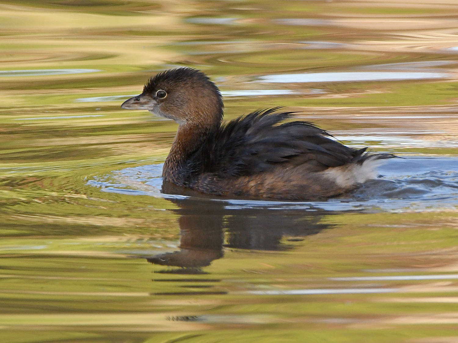 Grebe4.jpg