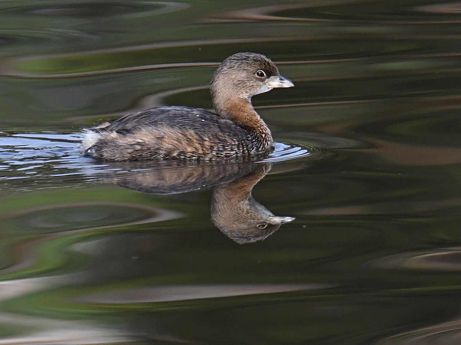 Grebe4.jpg