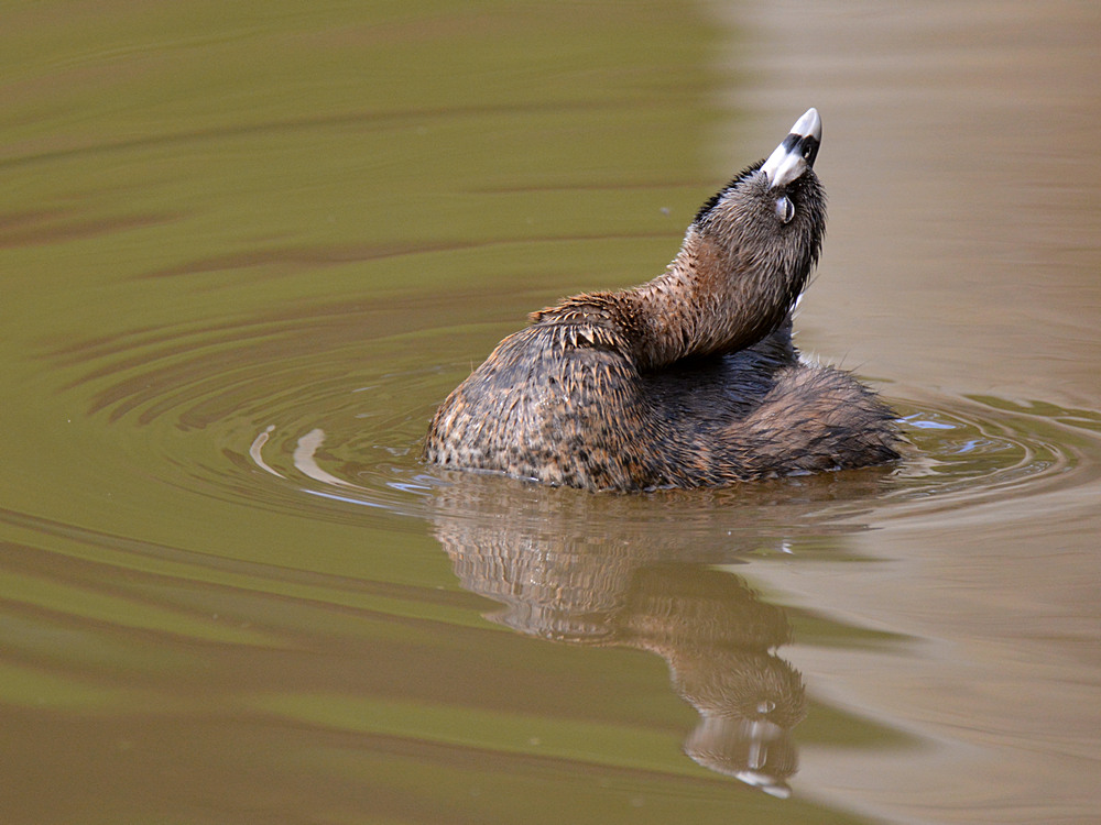 Grebe5.jpg