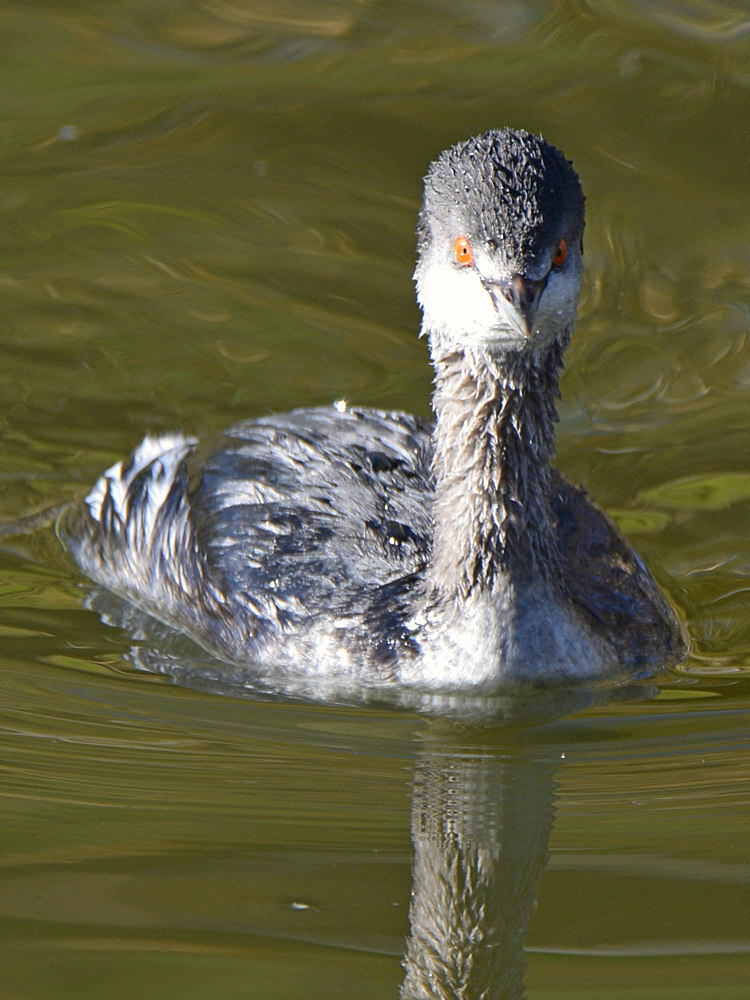 Grebe5.jpg