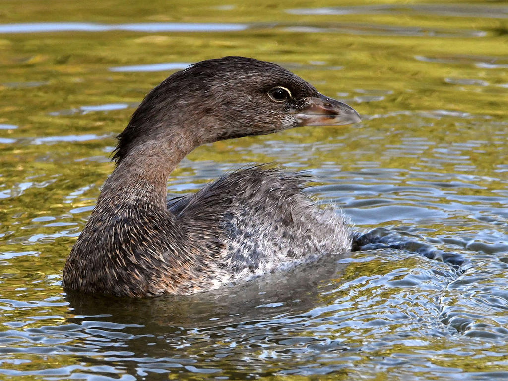 Grebe5.jpg