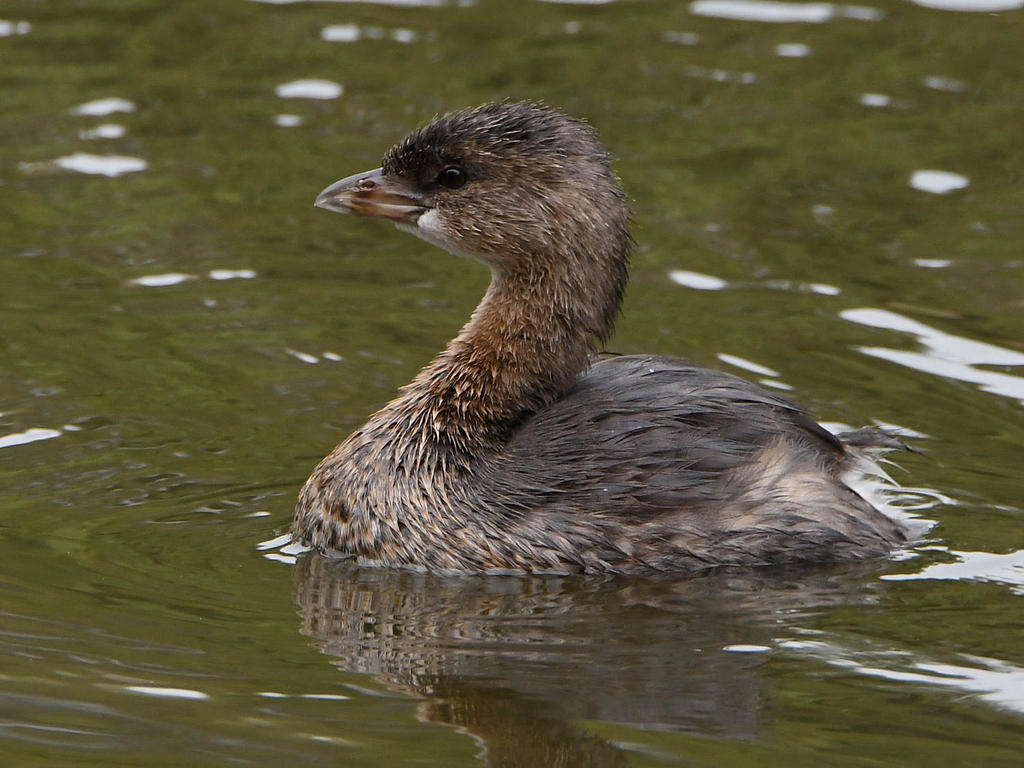 Grebe5.jpg