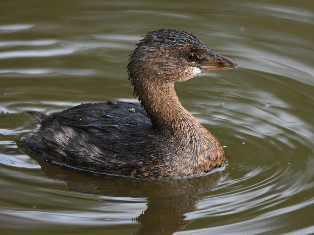 Grebe5.jpg