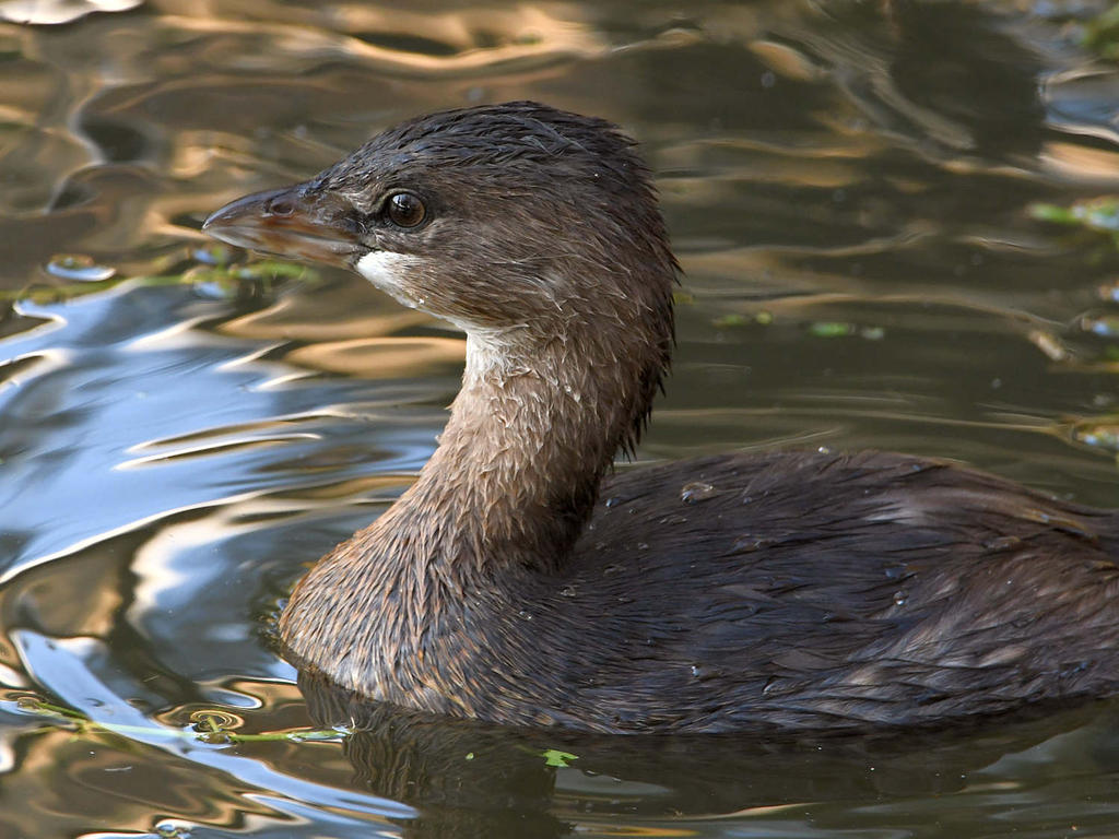 Grebe5.jpg