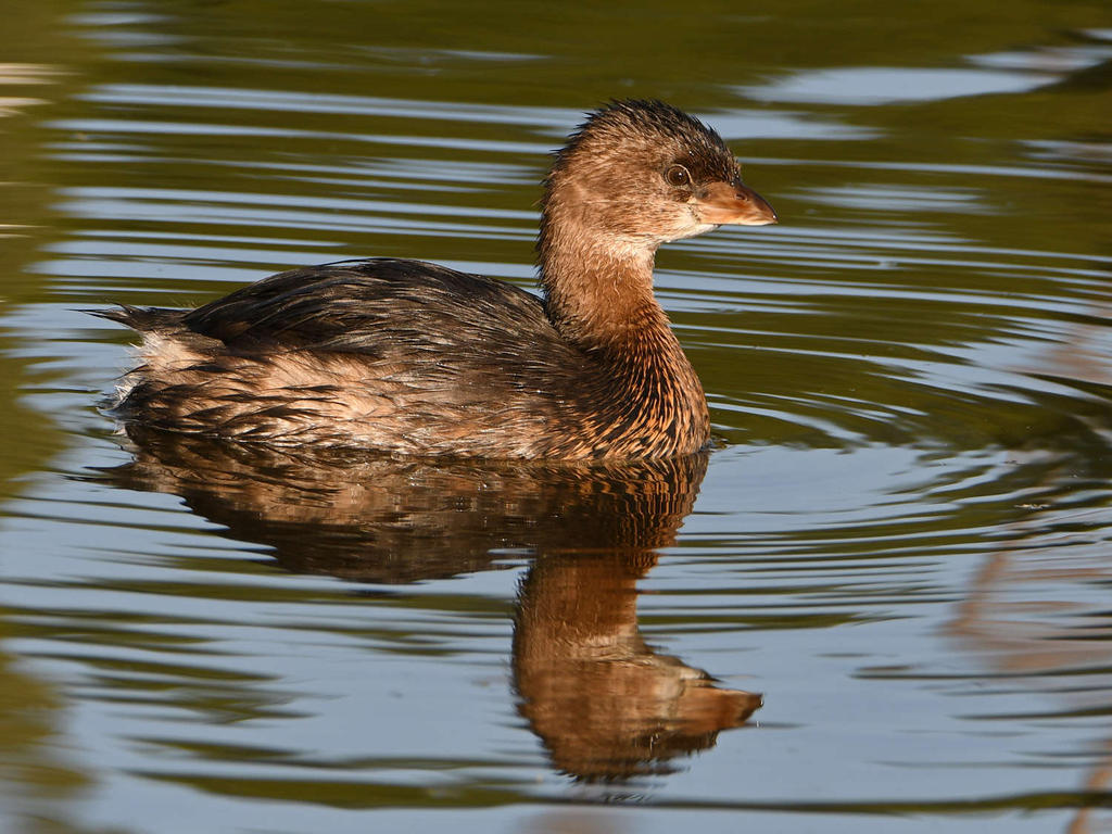 Grebe5.jpg