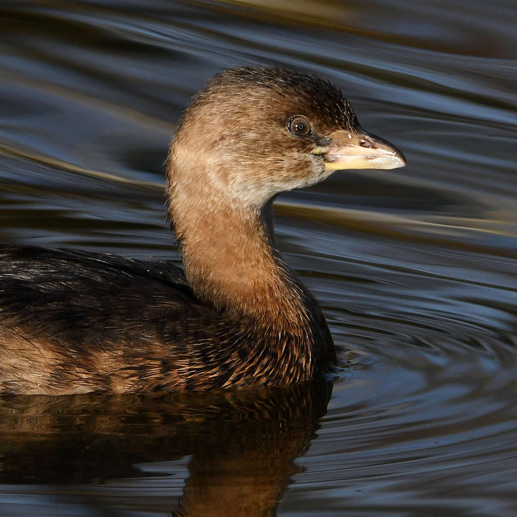 Grebe5.jpg