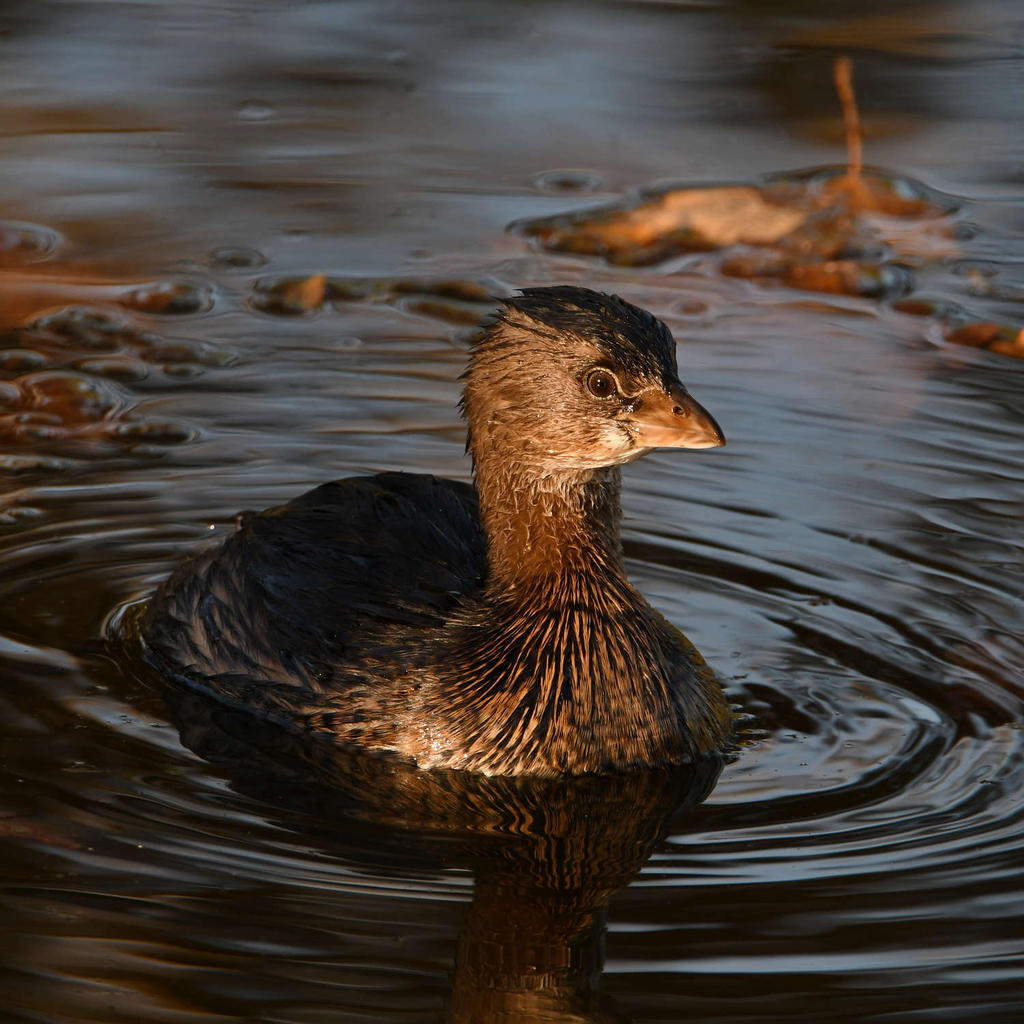 Grebe5.jpg