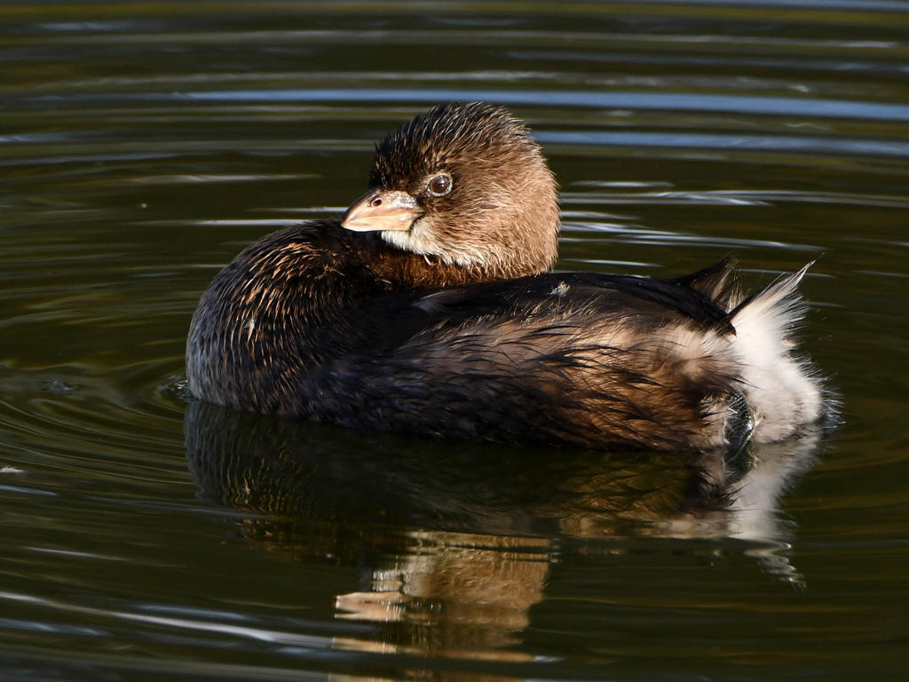 Grebe5.jpg