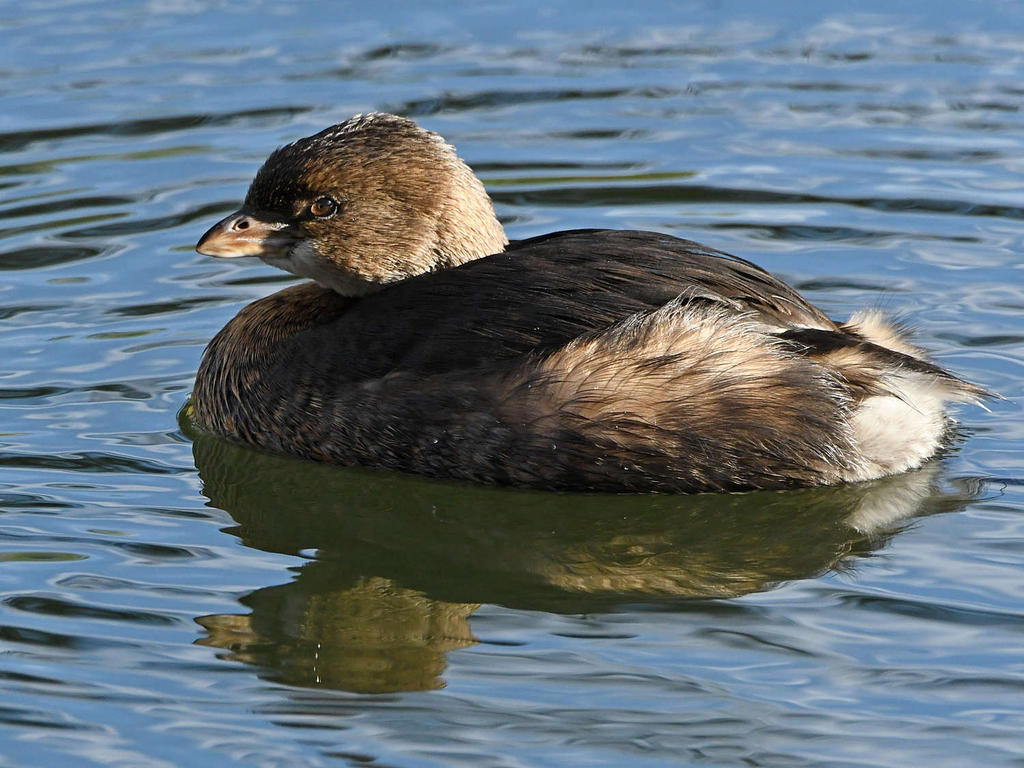 Grebe5.jpg