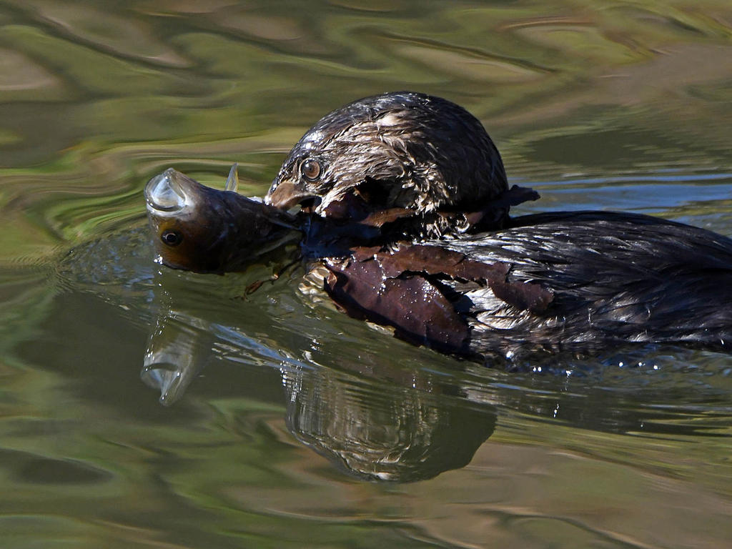 Grebe5.jpg