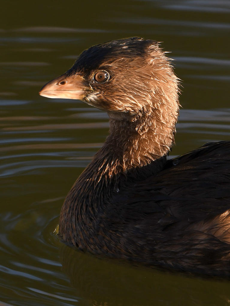 Grebe5.jpg
