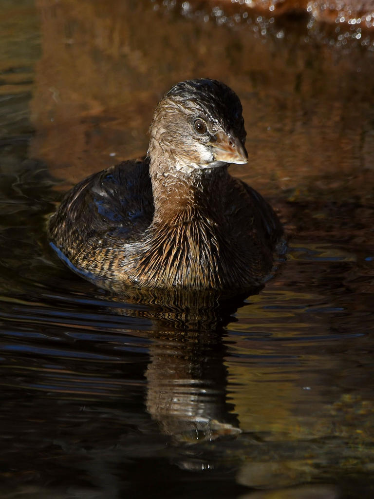 Grebe5.jpg