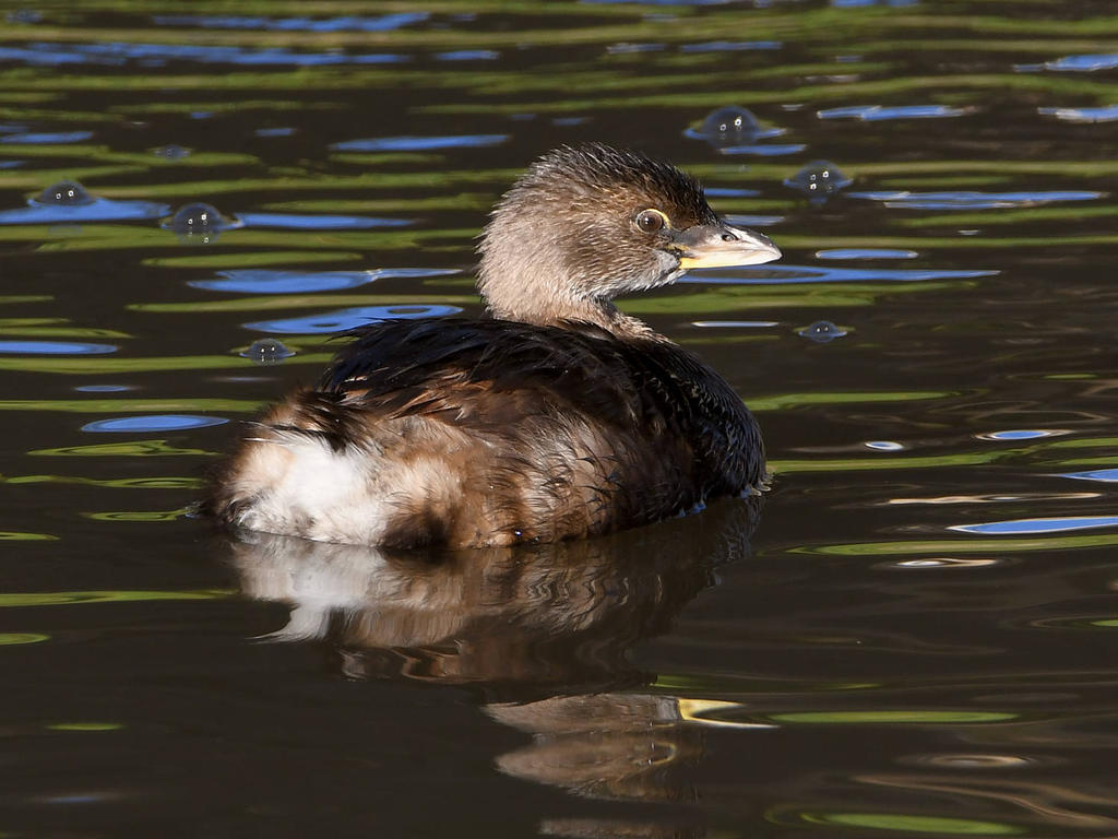 Grebe5.jpg