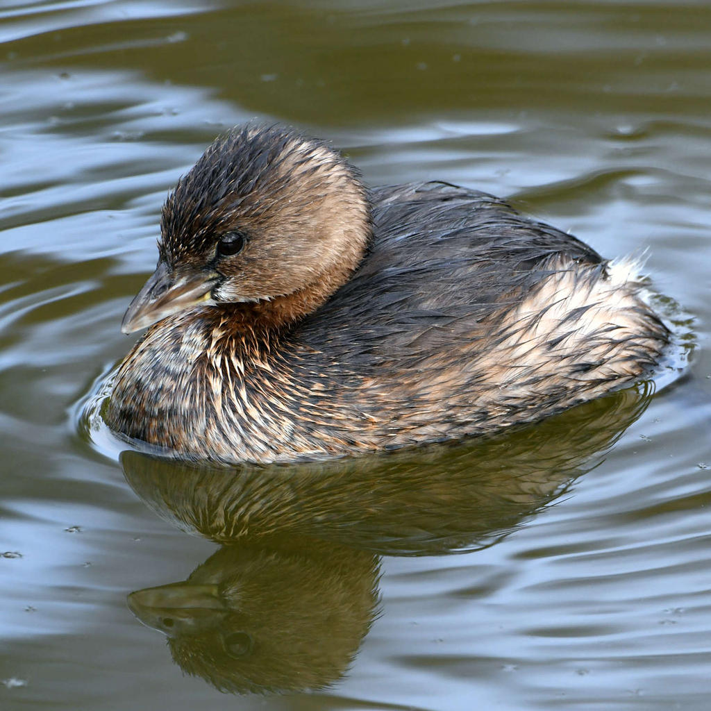 Grebe5.jpg