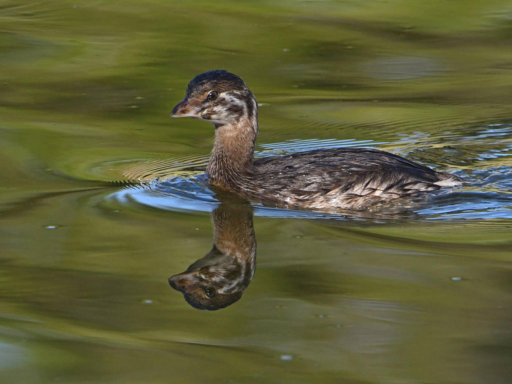 Grebe5.jpg