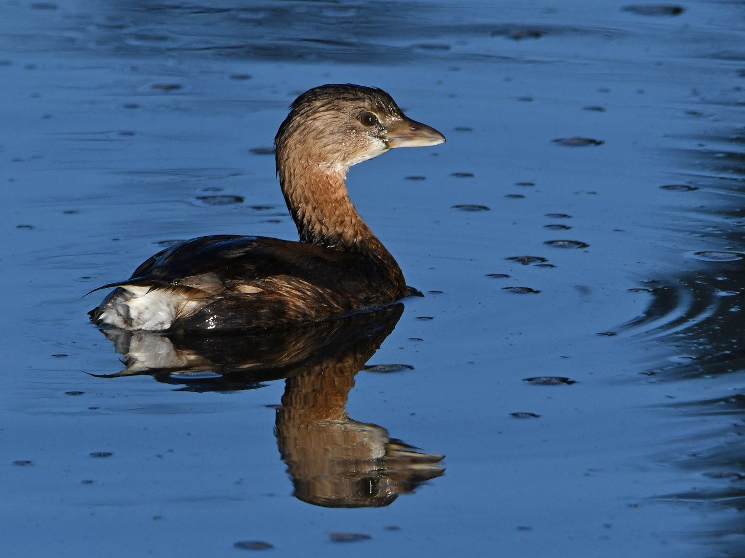 Grebe5.jpg