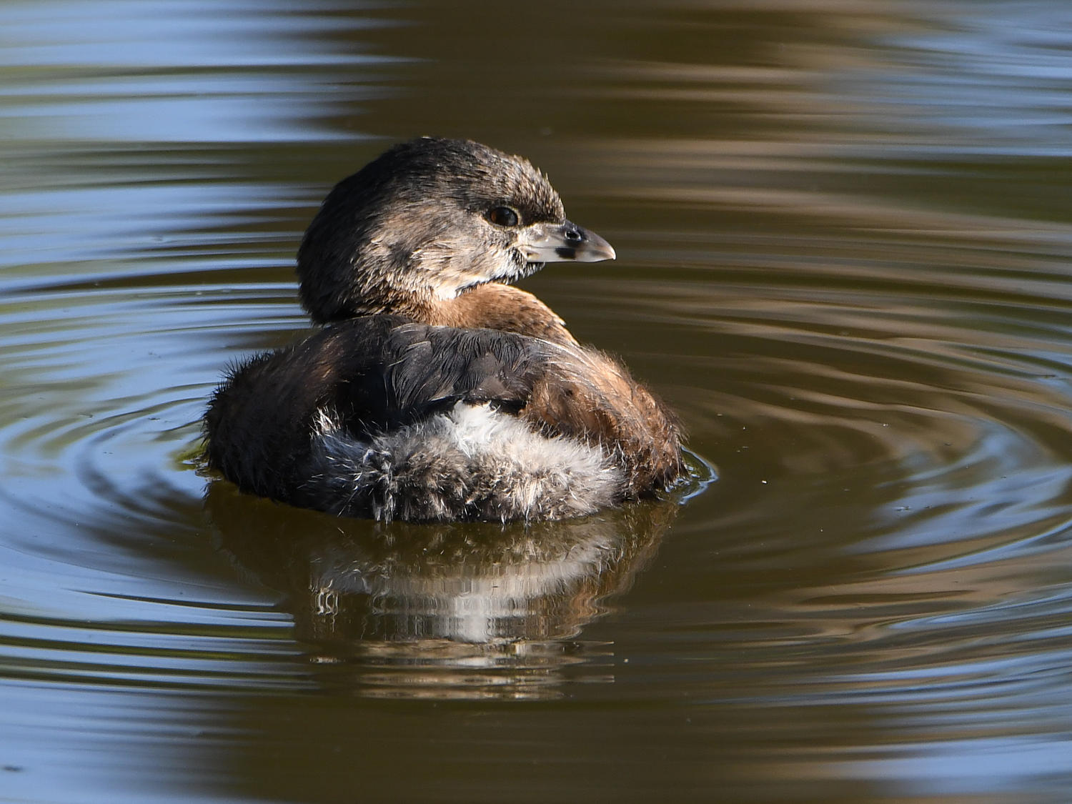 Grebe5.jpg