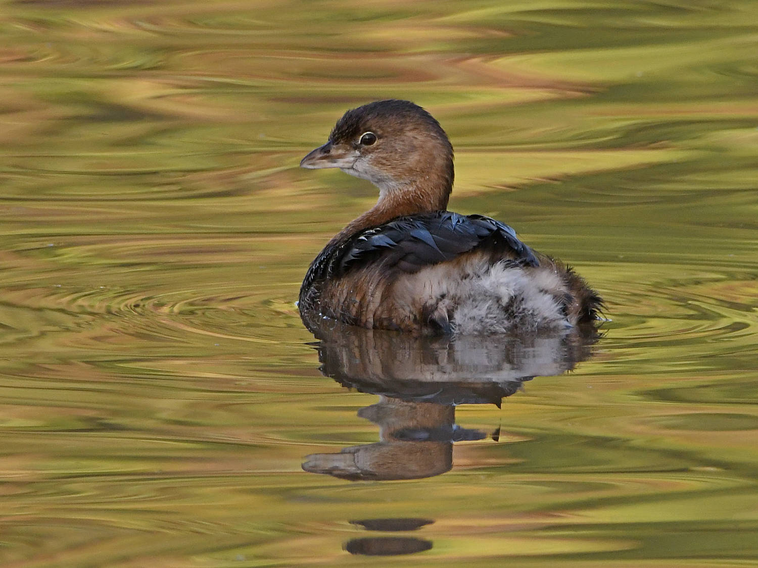 Grebe5.jpg