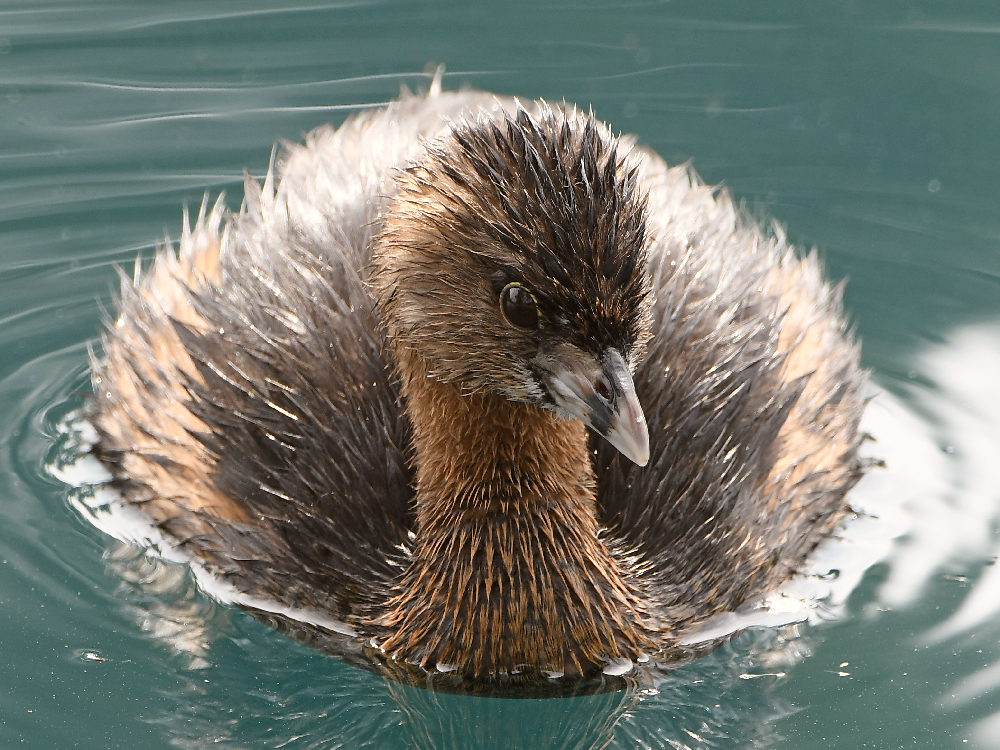 Grebe6.jpg