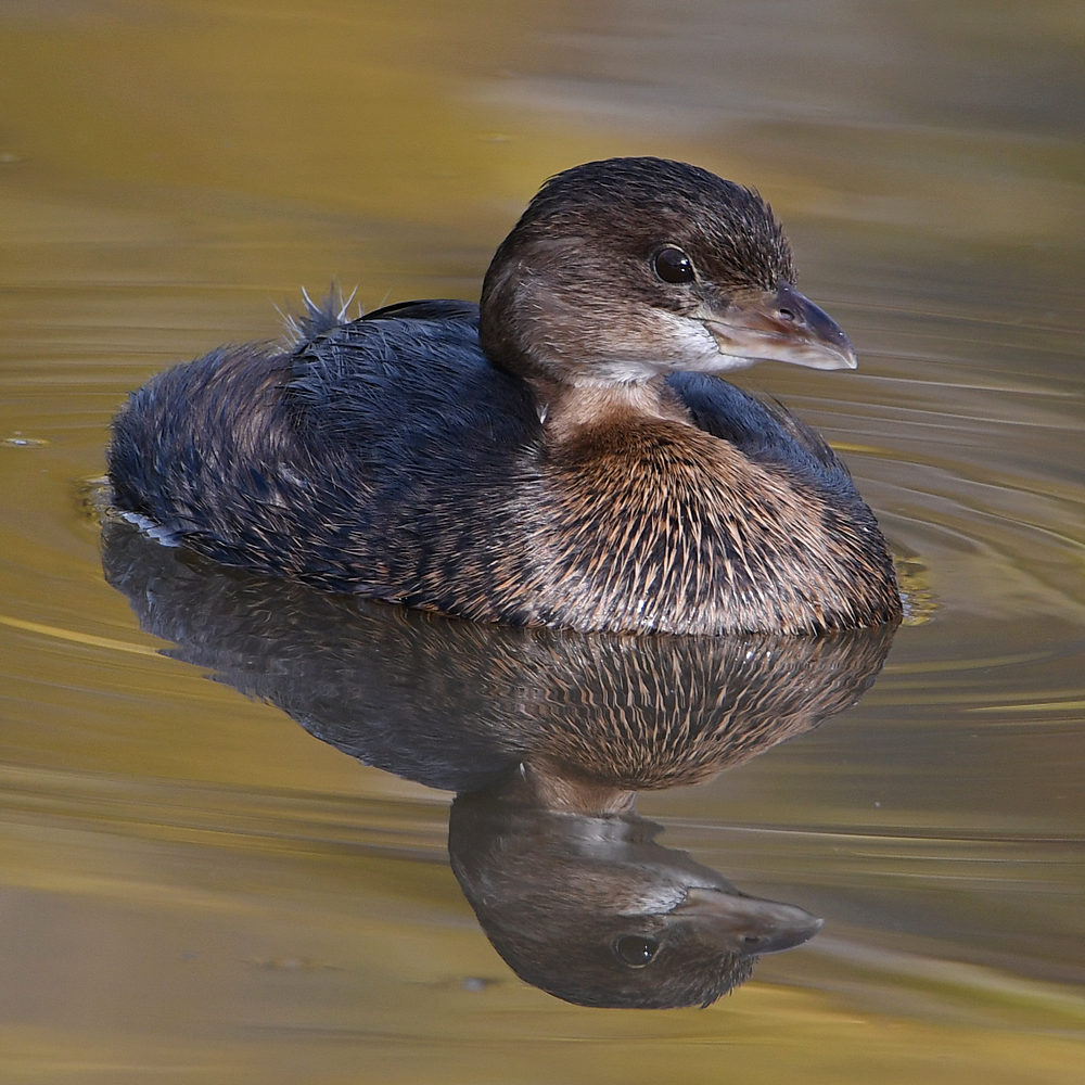 Grebe6.jpg