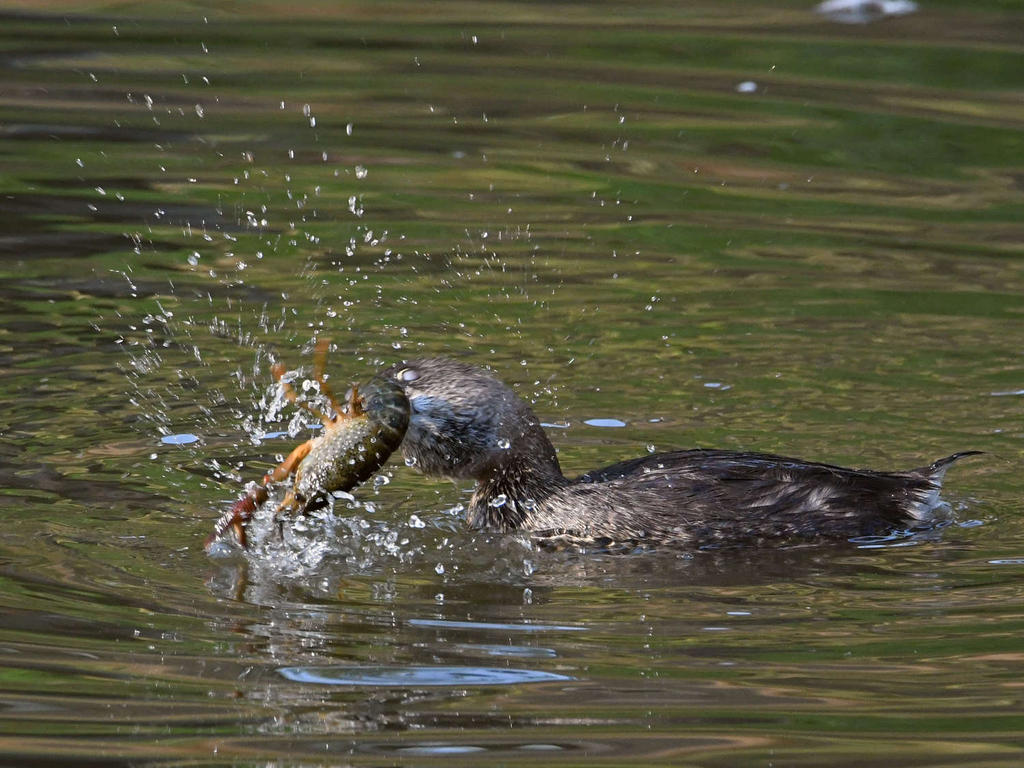 Grebe6.jpg