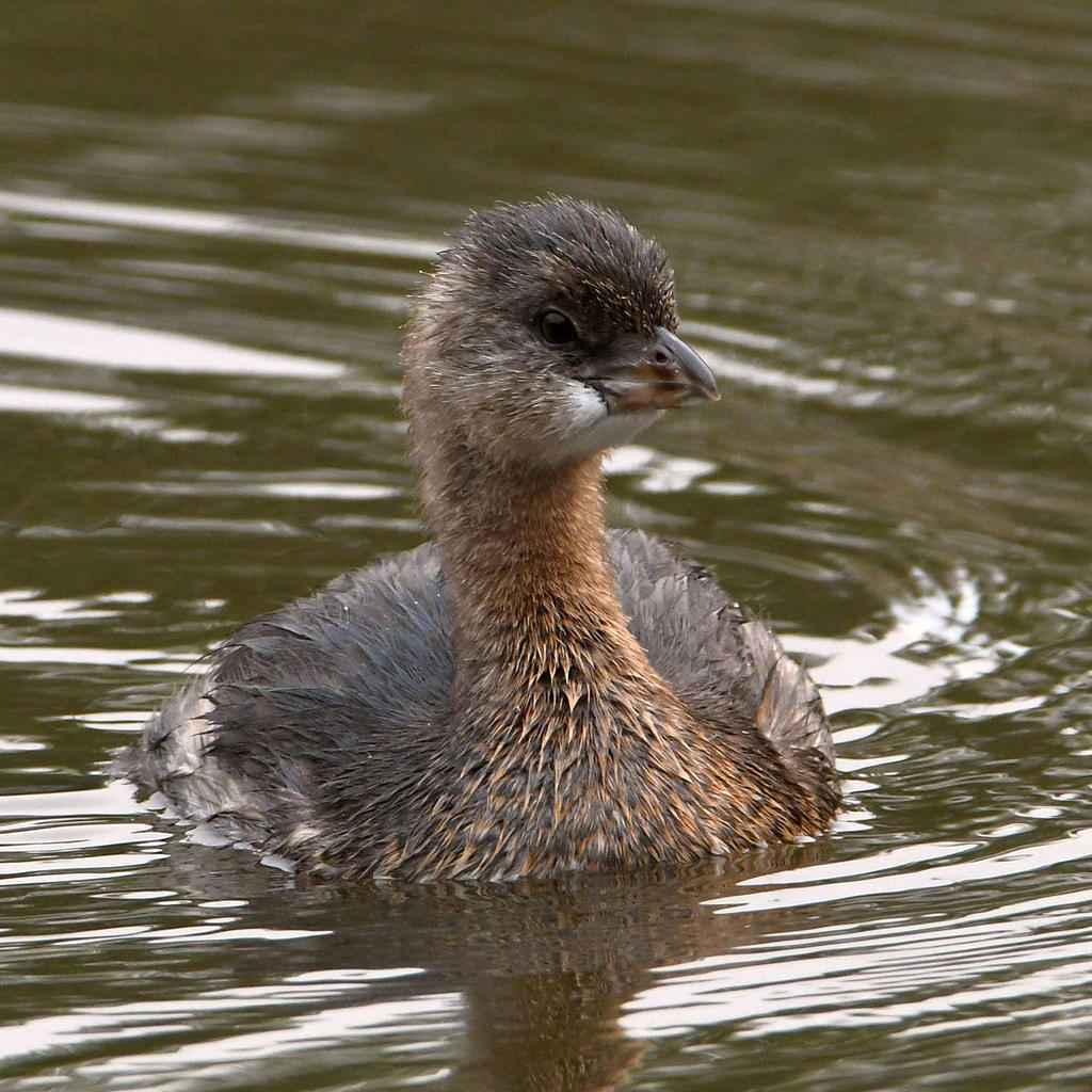 Grebe6.jpg