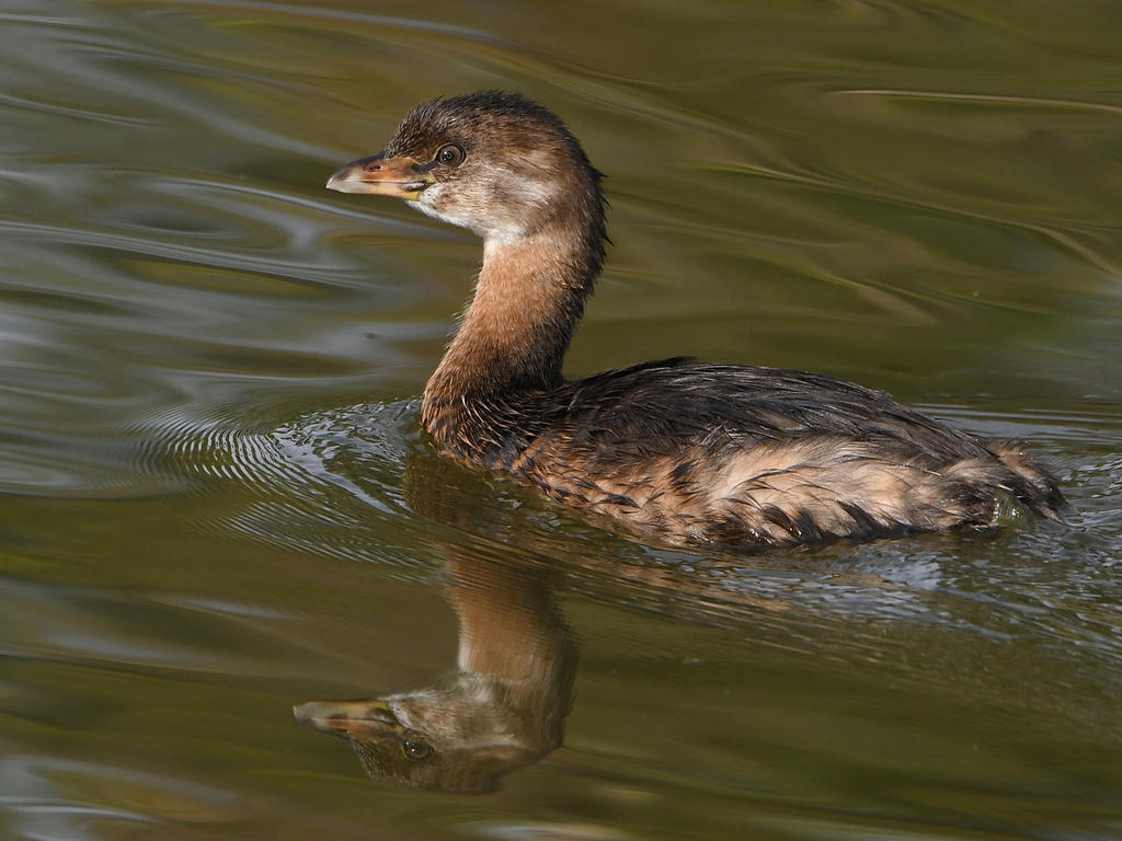 Grebe6.jpg