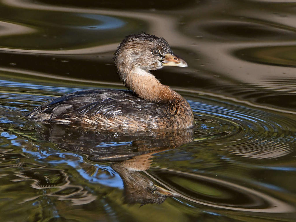 Grebe6.jpg