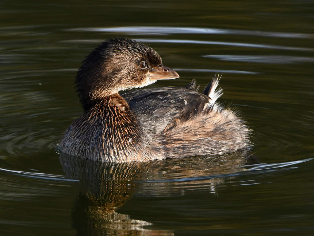 Grebe6.jpg
