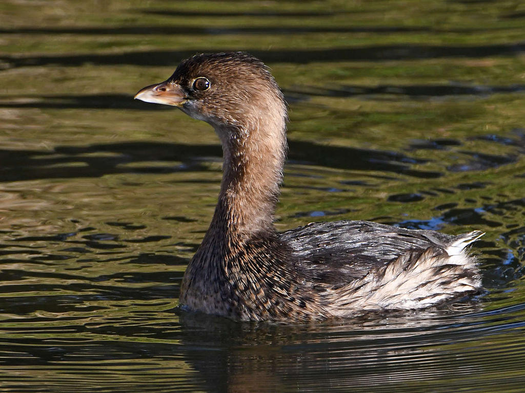 Grebe6.jpg
