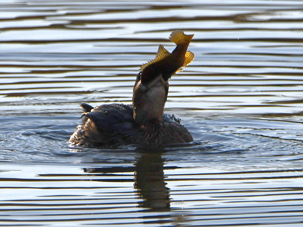Grebe6.jpg