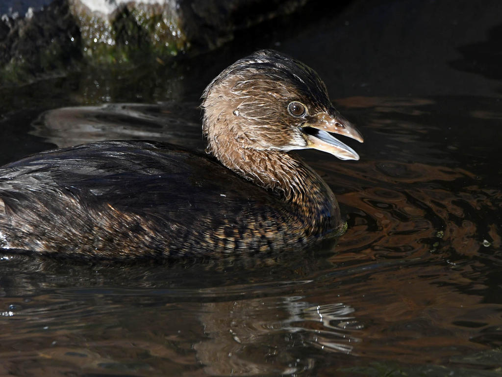Grebe6.jpg