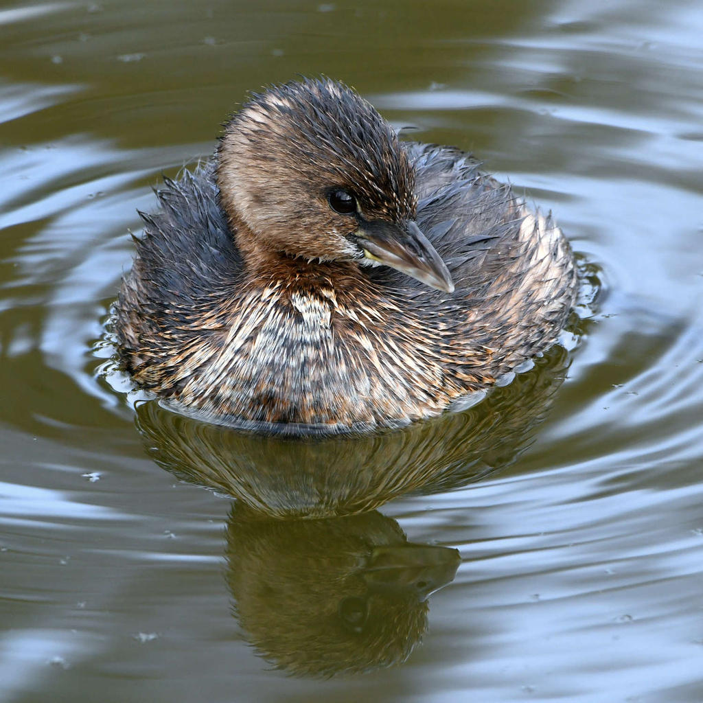 Grebe6.jpg