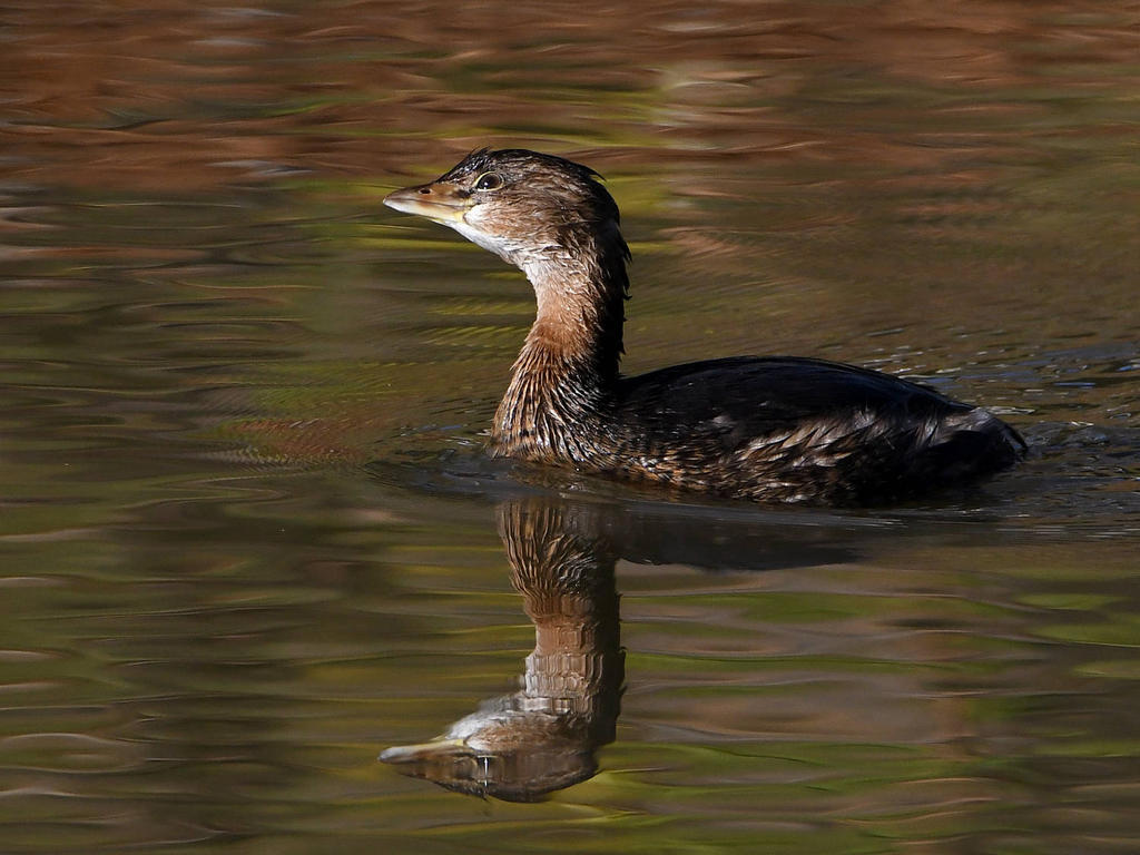 Grebe6.jpg