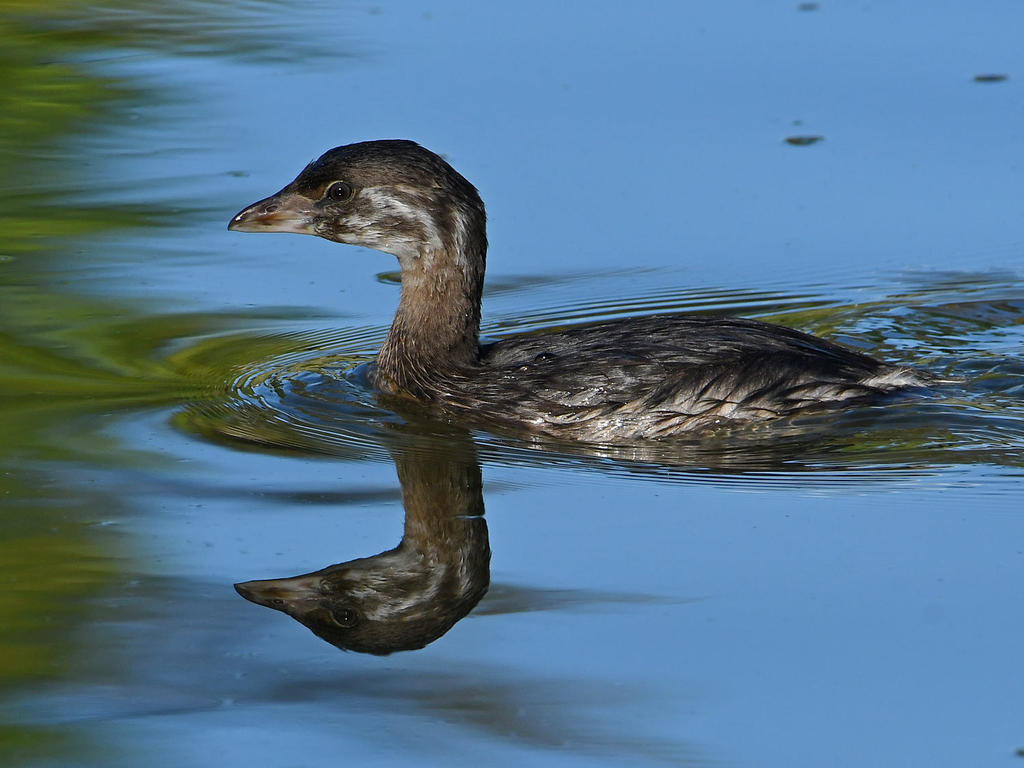 Grebe6.jpg